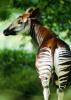 Benutzerbild von Okapi